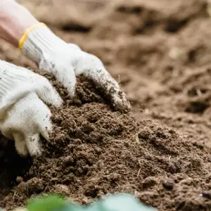 Topsoil